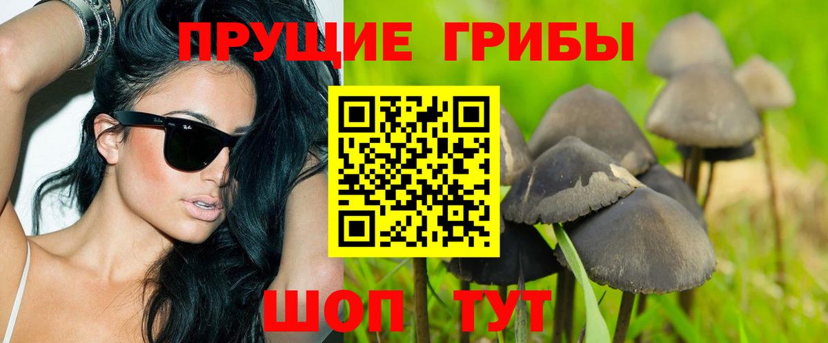 Псилоцибиновые грибы Cubensis Дивногорск